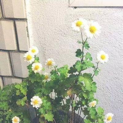 七色破解版下载